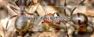 花土里有蚂蚁怎么办,第1图