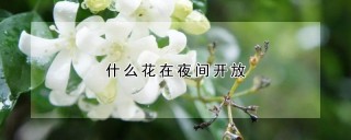 什么花在夜间开放,第1图