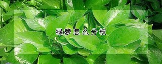 绿箩怎么分枝,第1图