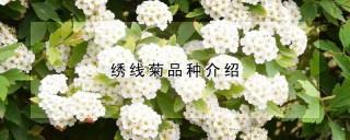 绣线菊品种介绍,第1图