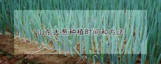 山东大葱种植时间和方法,第1图