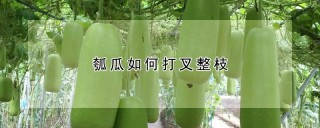 瓠瓜如何打叉整枝,第1图