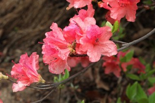 杜鹃花需要每天浇水么,第2图