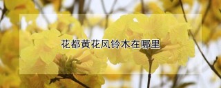 花都黄花风铃木在哪里,第1图