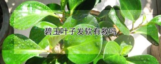 碧玉叶子发软有救吗,第1图