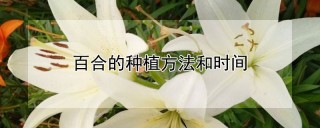 百合的种植方法和时间,第1图