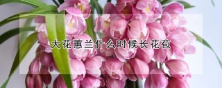 大花蕙兰什么时候长花苞,第1图