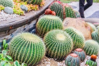 最好养的室内盆栽植物 室内好养的盆栽植物有哪些,第3图