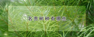 名贵树种有哪些,第1图