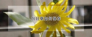 向日葵如何保存,第1图