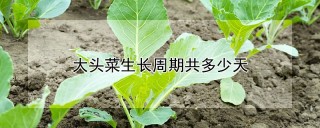 大头菜生长周期共多少天,第1图