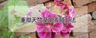 重瓣天竺葵的养殖方法,第1图