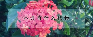 八月有什么植物,第1图