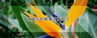 天堂鸟折断要不要剪了,第1图