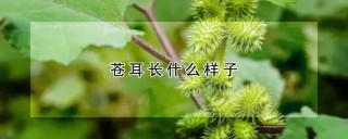 苍耳长什么样子,第1图