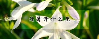 处暑开什么花,第1图