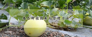 香瓜种植技术与管理方法,第1图