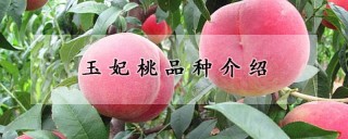 玉妃桃品种介绍,第1图