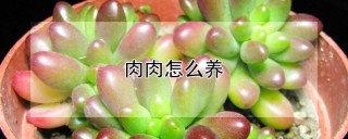 肉肉怎么养,第1图