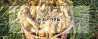 姜怎么种植,第1图