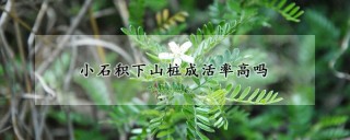 小石积下山桩成活率高吗,第1图