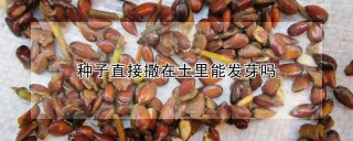 种子直接撒在土里能发芽吗,第1图