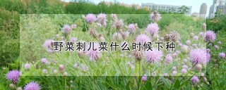 野菜刺儿菜什么时候下种,第1图