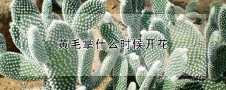 黄毛掌什么时候开花,第1图