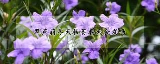 翠芦莉冬天枯萎春天会发吗,第1图