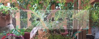 赤楠能暴晒吗,第1图