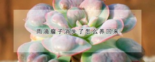 雨滴瘤子消失了怎么养回来,第1图