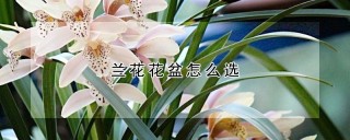 兰花花盆怎么选,第1图