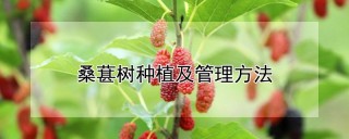 桑葚树种植及管理方法,第1图