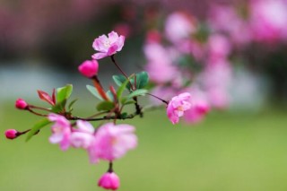 海棠花烂茎了怎么办，烂茎原因以及解决方法,第4图