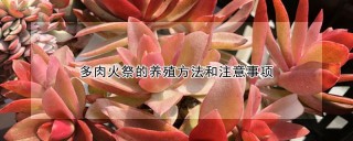 多肉火祭的养殖方法和注意事项,第1图