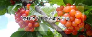 樱桃种子不去壳能发芽吗,第1图