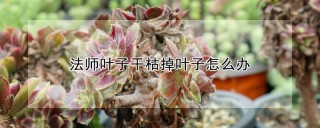 法师叶子干枯掉叶子怎么办,第1图