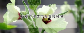 秋葵不催芽可以直接种吗,第1图