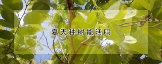 夏天种树能活吗,第1图