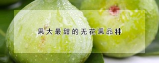 果大最甜的无花果品种,第1图