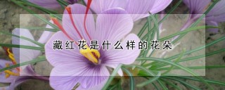 藏红花是什么样的花朵,第1图