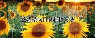 盆栽矮向日葵种植方法,第1图