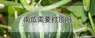 南瓜需要打顶吗,第1图