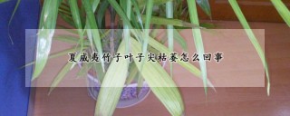 夏威夷竹子叶子尖枯萎怎么回事,第1图