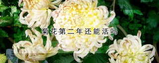 菊花第二年还能活吗,第1图