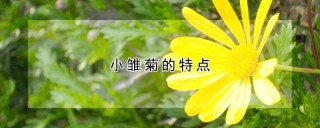 小雏菊的特点,第1图