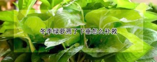 冬季绿萝蔫了下垂怎么补救,第1图