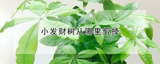 小发财树从哪里剪掉,第1图