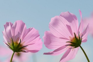 格桑花的花语和寓意，怜取眼前人/幸福/吉祥圣洁,第1图