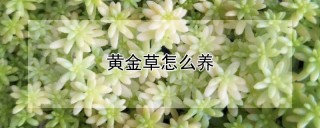 黄金草怎么养,第1图